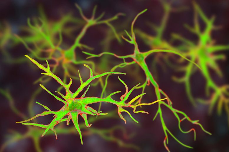 Astrocytes Brain Glial Cells Astroglia