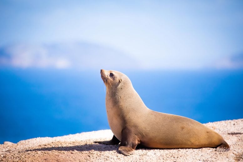 Australian Fur Seal