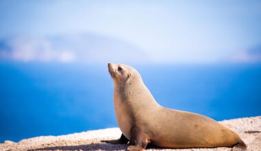 Fur Seals’ Hearts Suddenly Spike Hours After Returning to Land