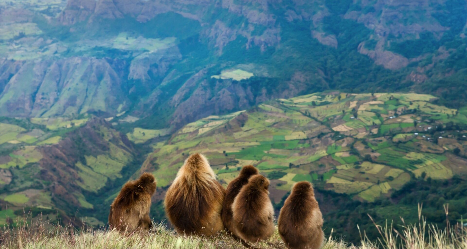 Baboon social lives are far more complicated than they look