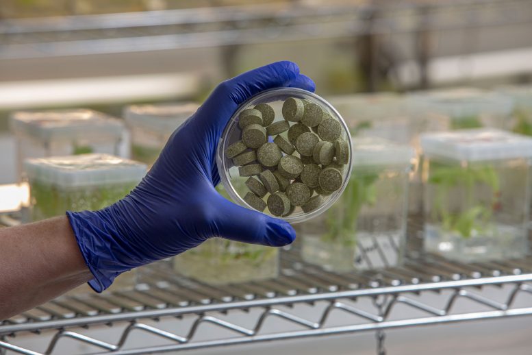 Bioengineered Bean Gum From the Lab of Penn Dental’s Henry Daniell