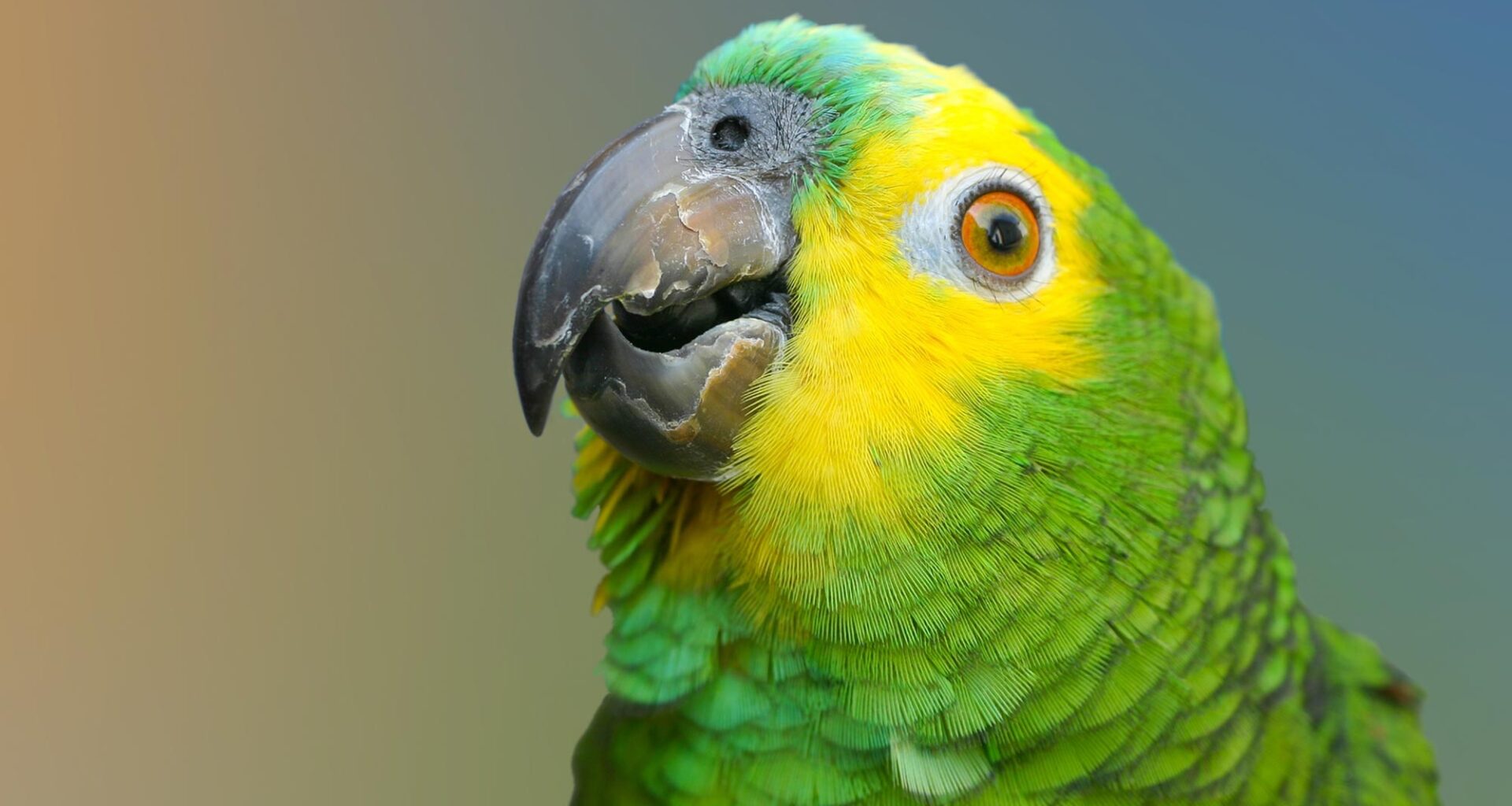 Blue Fronted Amazon Parrot
