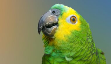 Blue Fronted Amazon Parrot