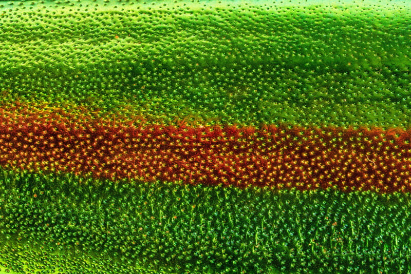 Close-up of a brightly colored insect wing, showing a pattern of tiny, glistening green and red dots arranged in horizontal stripes and bands across a textured surface.