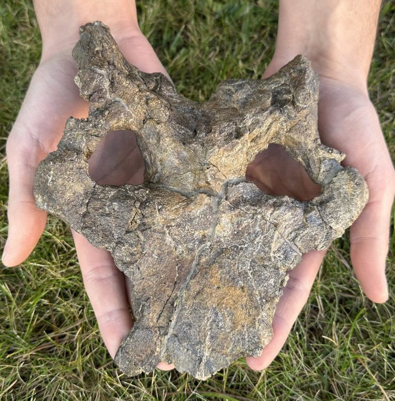 Close Up Photograph of the Dacentrurus armatus Skull