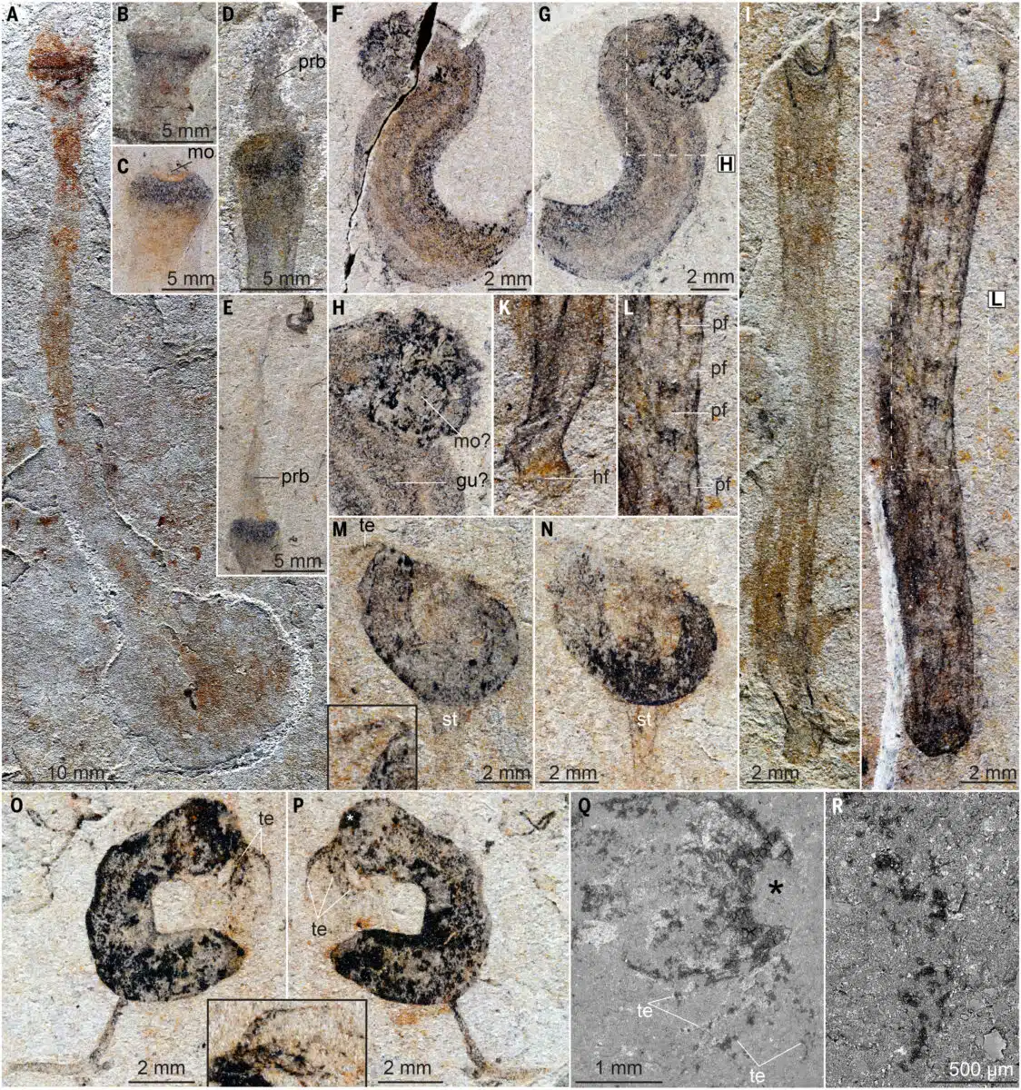 Close Up Views Of Fossil Organisms Discovered In The Jiangchuan Biota Of Eastern Yunnan.