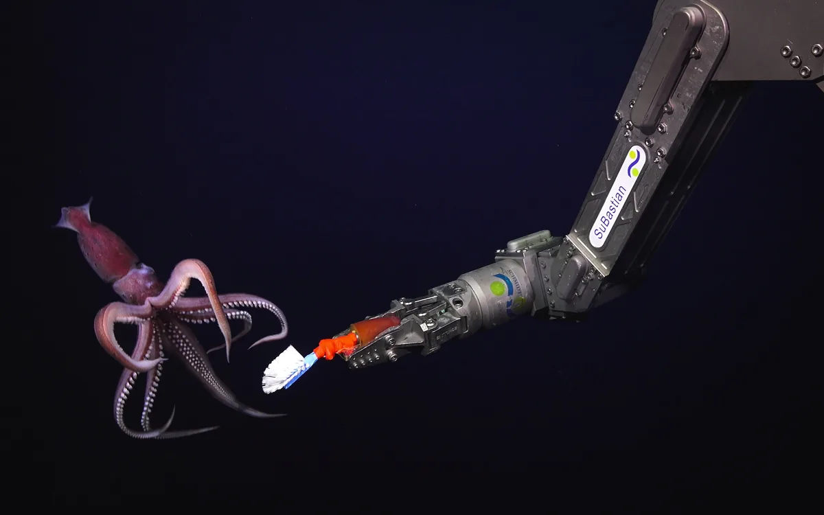 Cock-eyed or jewel squid