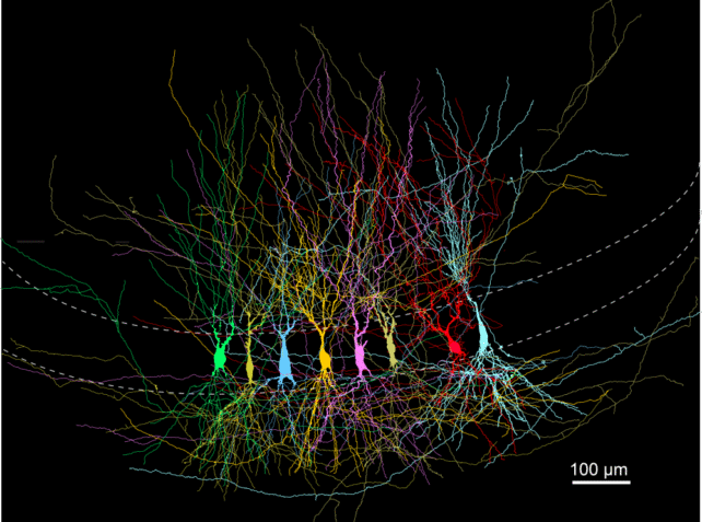 Is The Brain Born 'Blank' or 'Full'? Scan Study Reveals a Surprising Answer