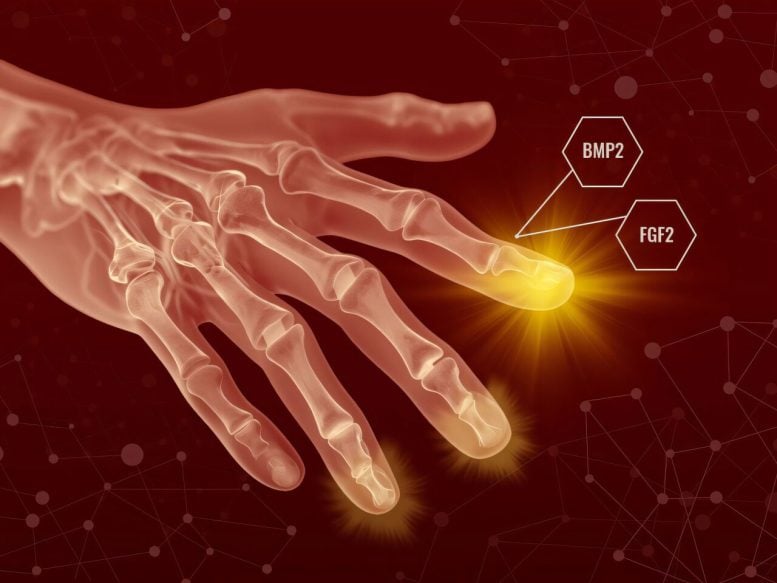 Conceptual Graphic of Hand Bone Regeneration With BMP2 FGF2