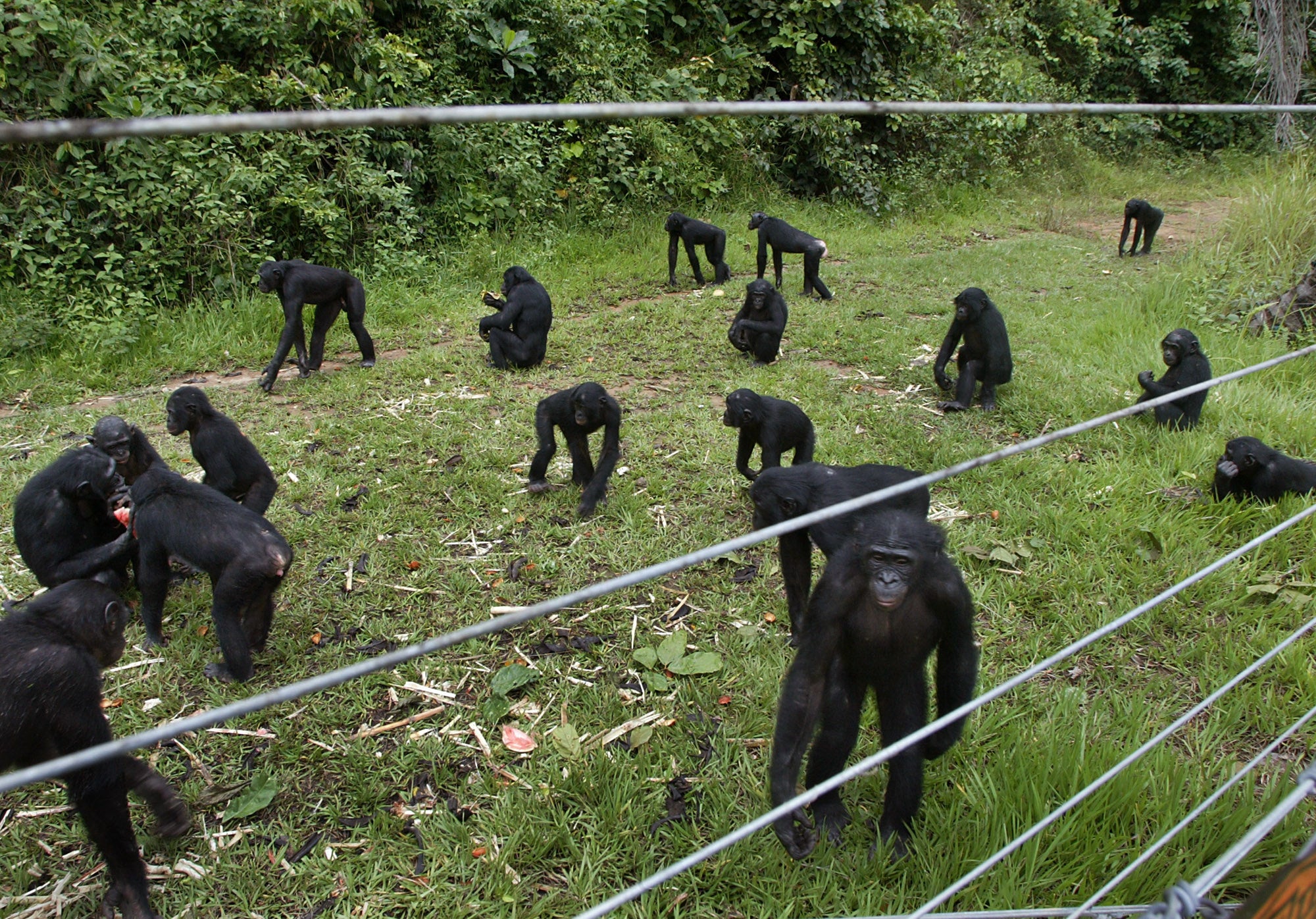 This primate nursery on the forested outskirts of the Congolese capital of Kinshasa is the world’s only sanctuary for orphaned bonobos, usually rescued from poachers or found trapped in the homes of locals who raise them for their meat