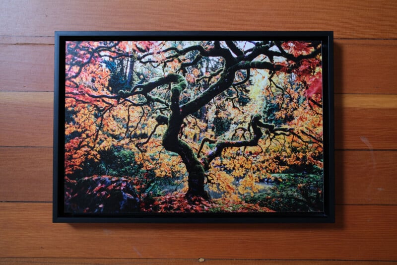 Framed photograph of a twisted tree with dark branches against vibrant autumn foliage in shades of orange, red, and yellow, hung on a wooden wall with horizontal planks.