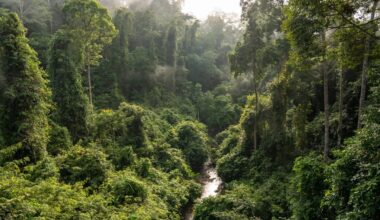 View of Danum Valley in Sabah, Malaysian Borneo
