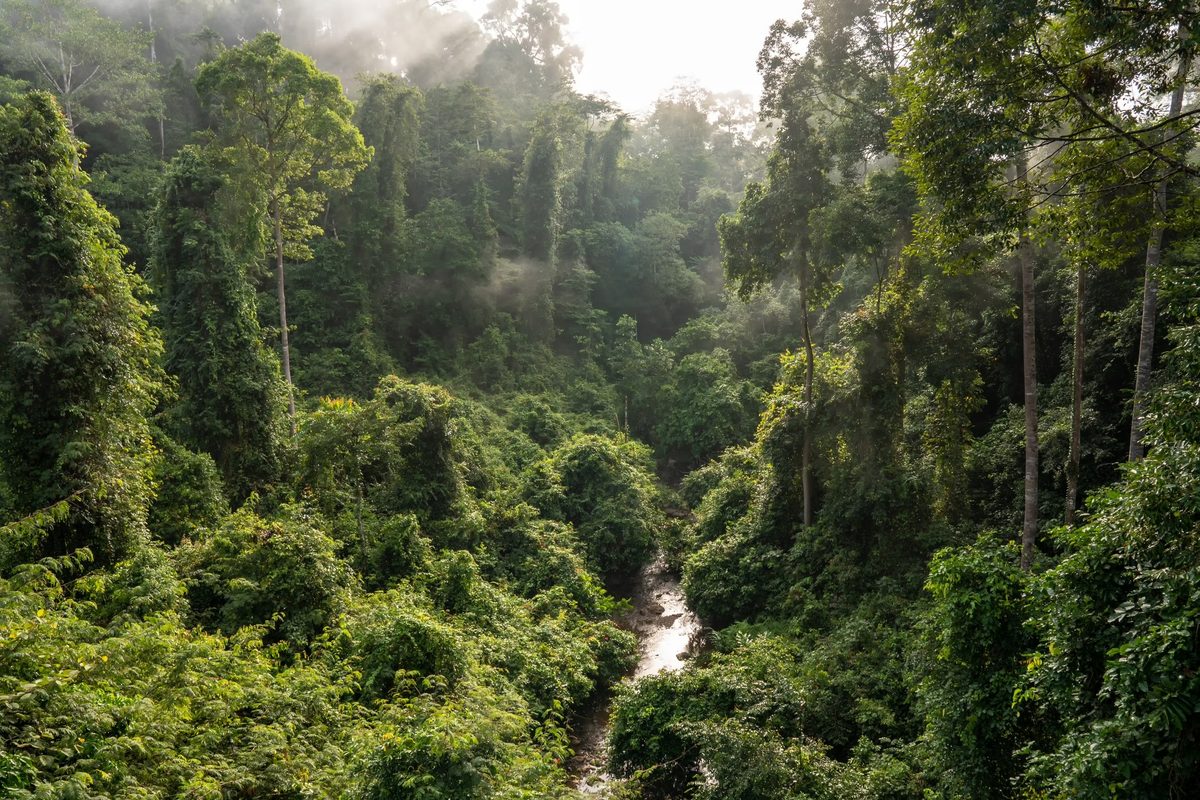 View of Danum Valley in Sabah, Malaysian Borneo
