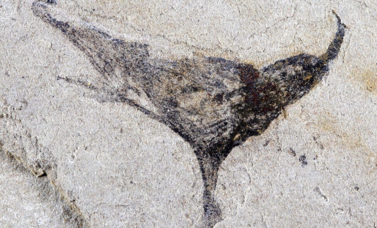 Deep Inside Ancient Rock, Scientists Uncovered Bizarre Fossil Marine Creatures That Thrived Before Earth Was Filled With Complex Animals