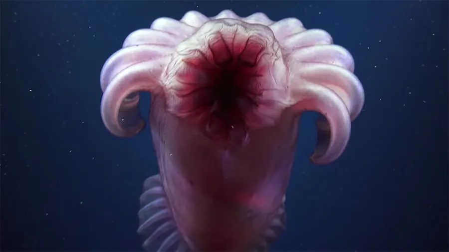 Deep-sea cucumber Enypniastes sp