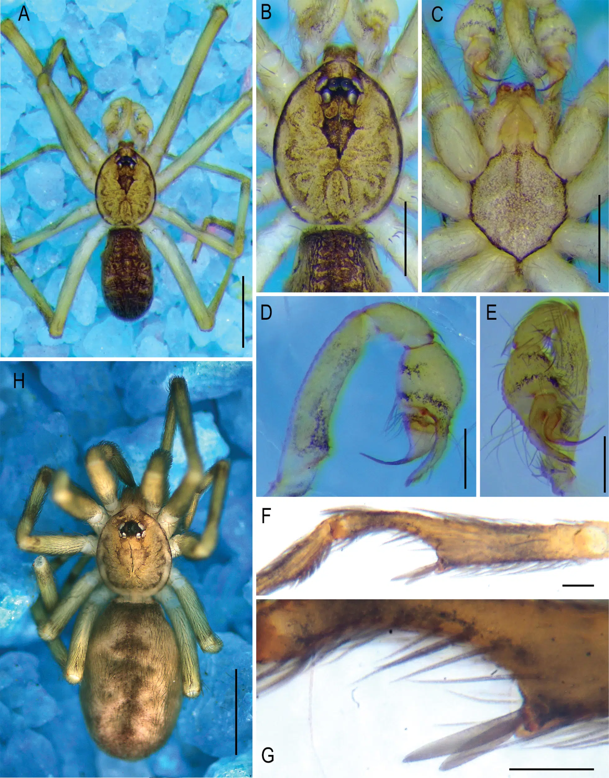 Detailed Morphological Views Of Pikelinia Floydmuraria Showing Dorsal And Ventral Anatomy Along Wit