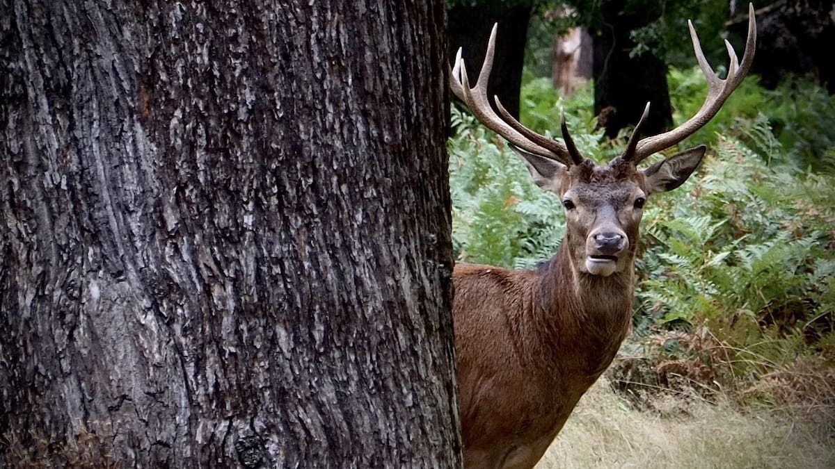 Two youths caught by police after illegal stag hunting in Central Otago