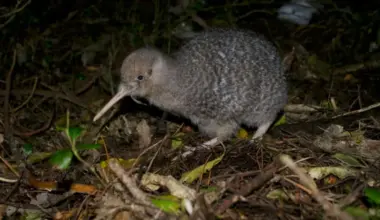 Ten little spotted kiwi transferred from Zealandia to Hawke’s Bay