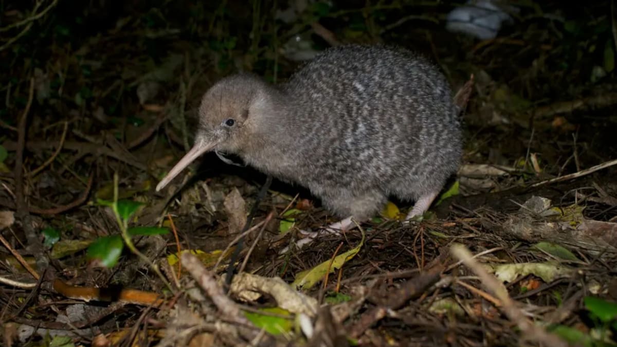 Ten little spotted kiwi transferred from Zealandia to Hawke’s Bay