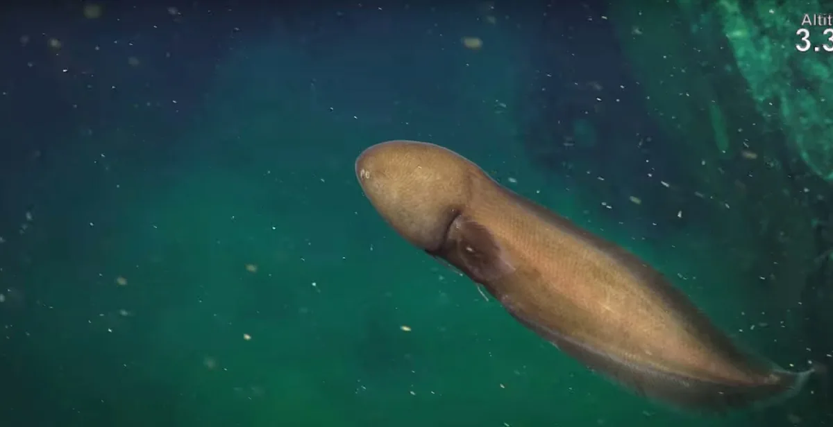Faceless cusk eel