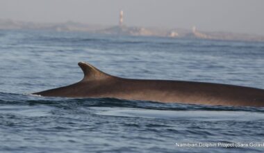 Increased Sightings of World’s Two Largest Whale Species Decimated By Hunting Provides New Hope for Survival