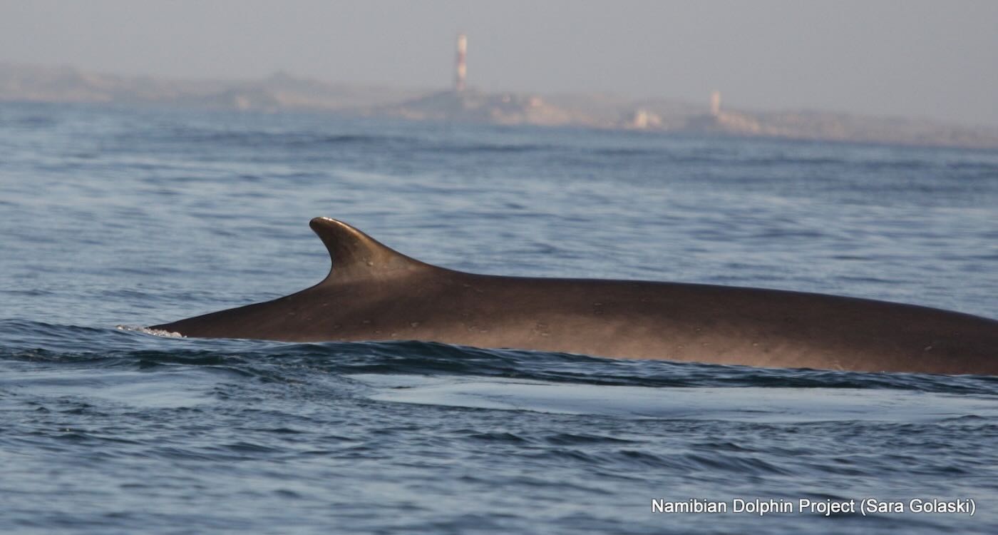 Increased Sightings of World’s Two Largest Whale Species Decimated By Hunting Provides New Hope for Survival