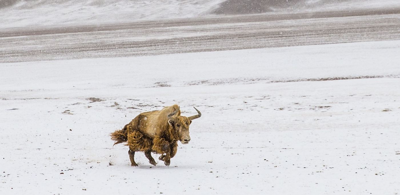 First of its Kind Effort Sees China Clone Wild Yaks to Save Subspecies Numbering Fewer Than 300