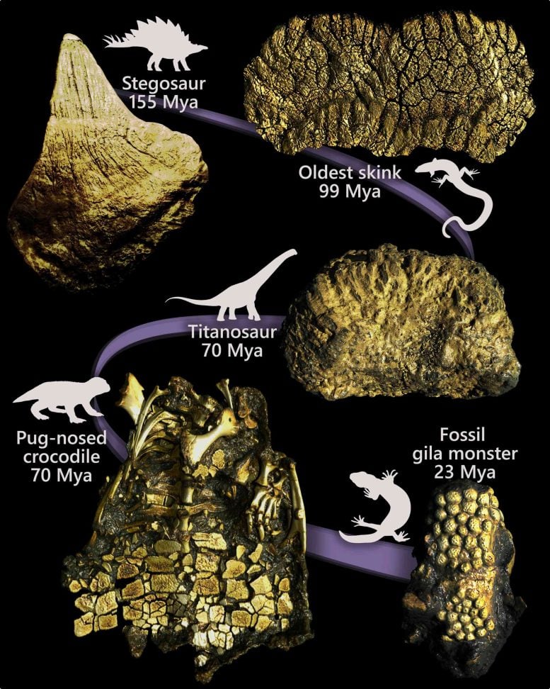 Fossil Armored Plates Across Prehistoric Species