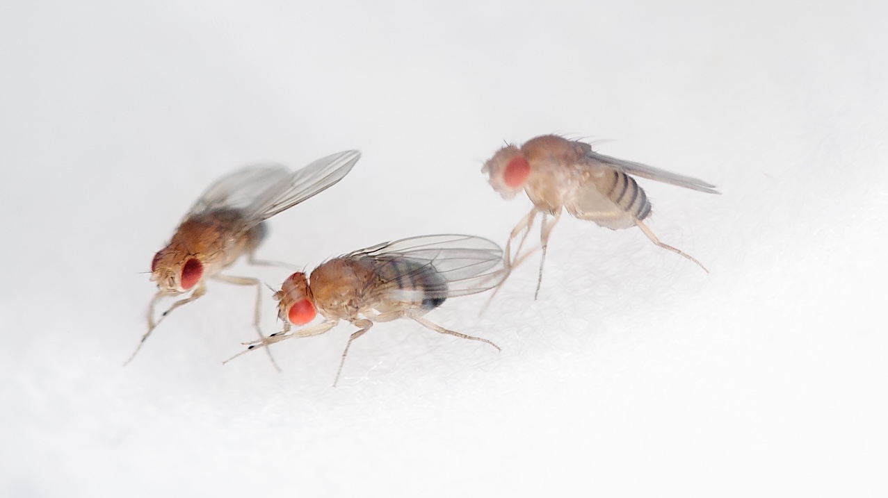 Fruit flies Adapt And Recover After Hypergravity Exposure