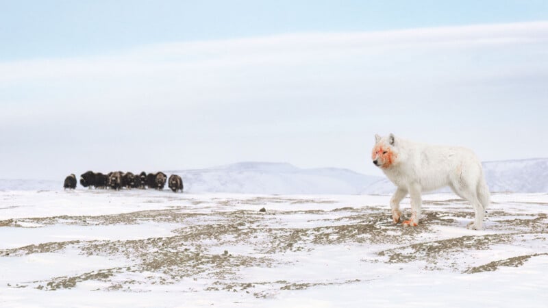 A white Arctic wolf with a blood-stained face walks across a snowy landscape, while a group of musk oxen huddles together in the distance under a pale sky.
