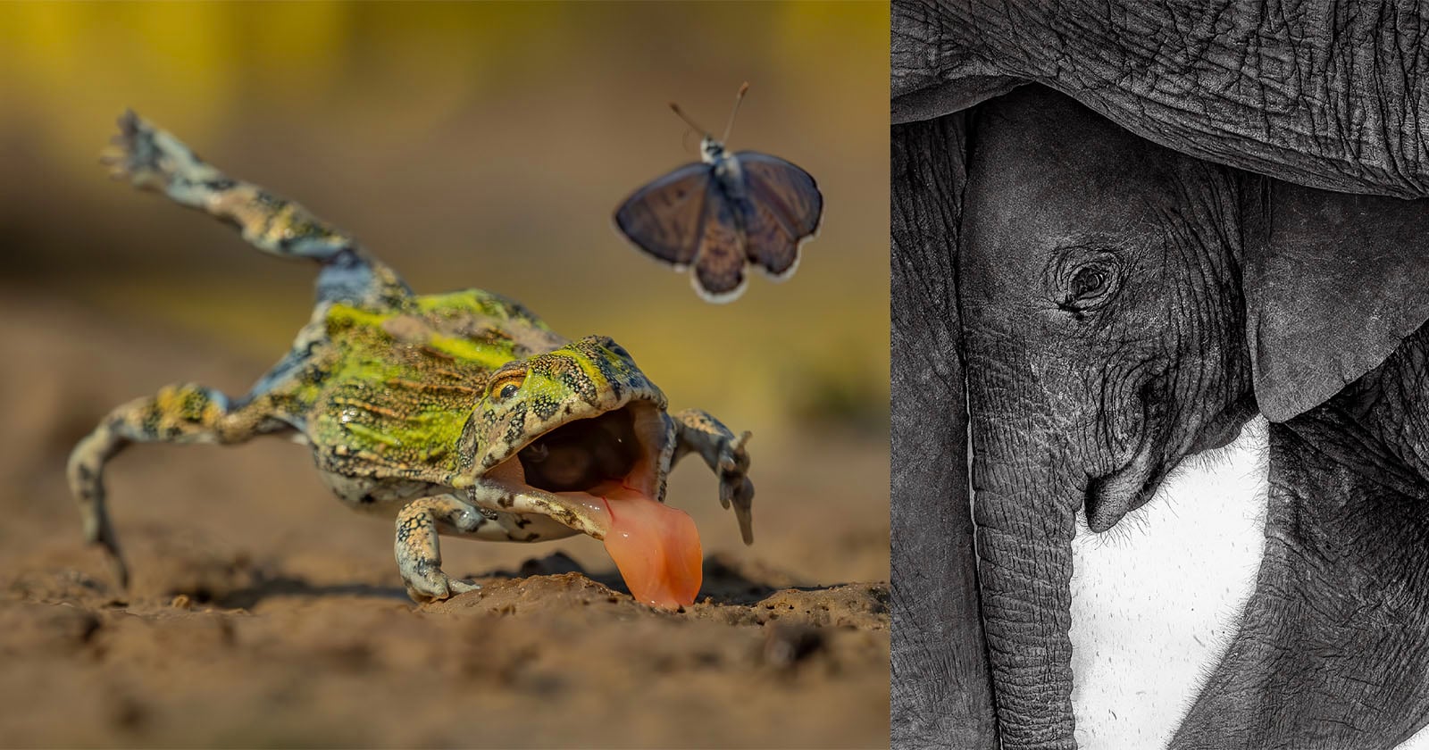 On the left, a frog with its tongue out chases a butterfly in a lively, close-up shot. On the right, a black-and-white image shows a baby elephant nestled under an adult's trunk and leg.