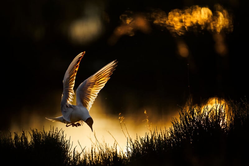 A bird with outstretched wings descends gracefully toward grass, illuminated by warm golden light, with a dark, blurred background and glowing bokeh highlights.