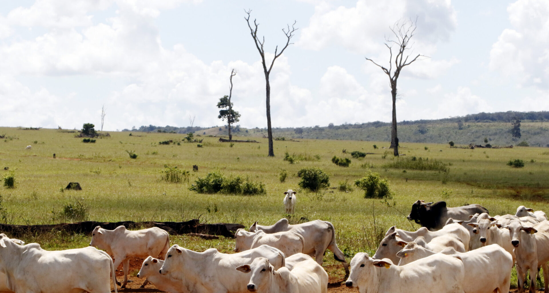 Nearly all climate claims by meat and dairy firms amount to greenwashing: Study
