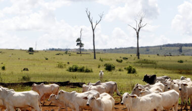 Nearly all climate claims by meat and dairy firms amount to greenwashing: Study