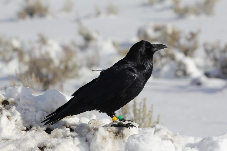 GPS-Tagged Raven in Yellowstone