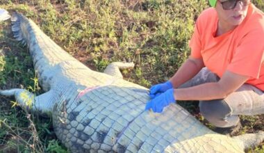 Why we can’t resist a headline about a man inside a crocodile – Joe Bennett