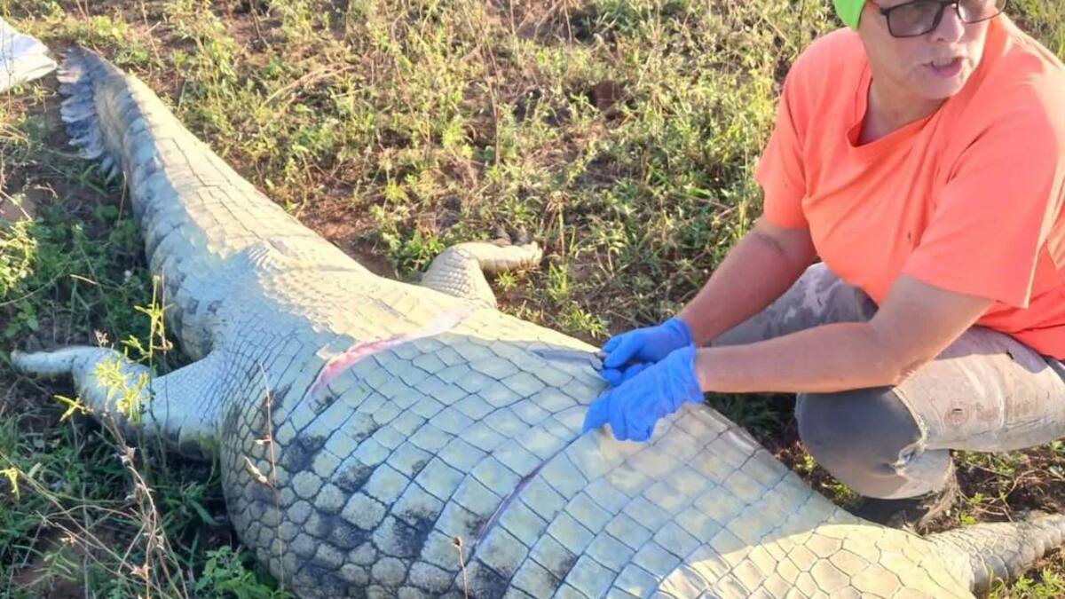 Why we can’t resist a headline about a man inside a crocodile – Joe Bennett