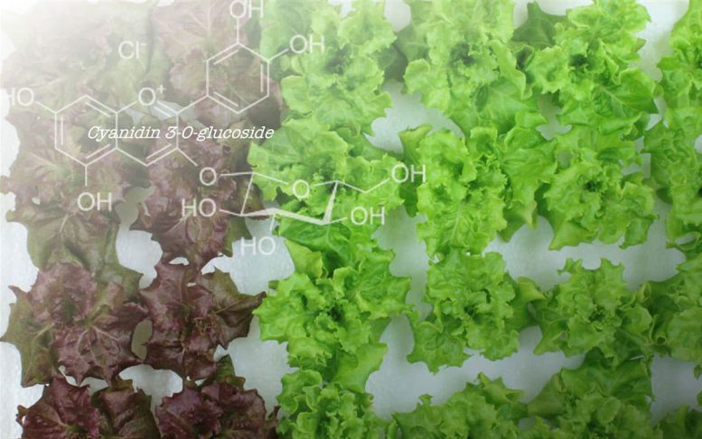 Genome Edited Lettuce With Modified Flavonoid Content