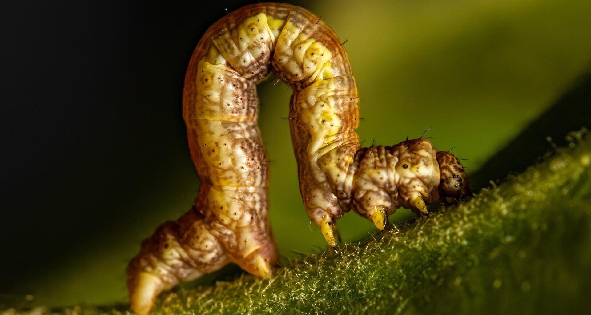 Geometrid moth (Geometridae) "inchworm" caterpillar