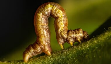 Geometrid moth (Geometridae) "inchworm" caterpillar