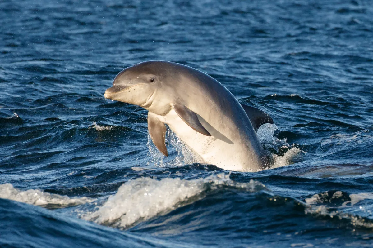 A young bottlenose dolphin jumps out of the blue water in the Moray Firth, Scotland. 