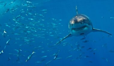 Front view of Great White Shark, Guadalupe, Mexico