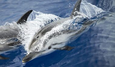 Dolphin swimming in the Ligurian Sea in front of Genoa