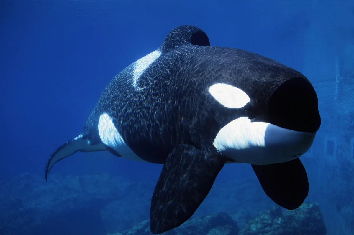 killer whale in water 