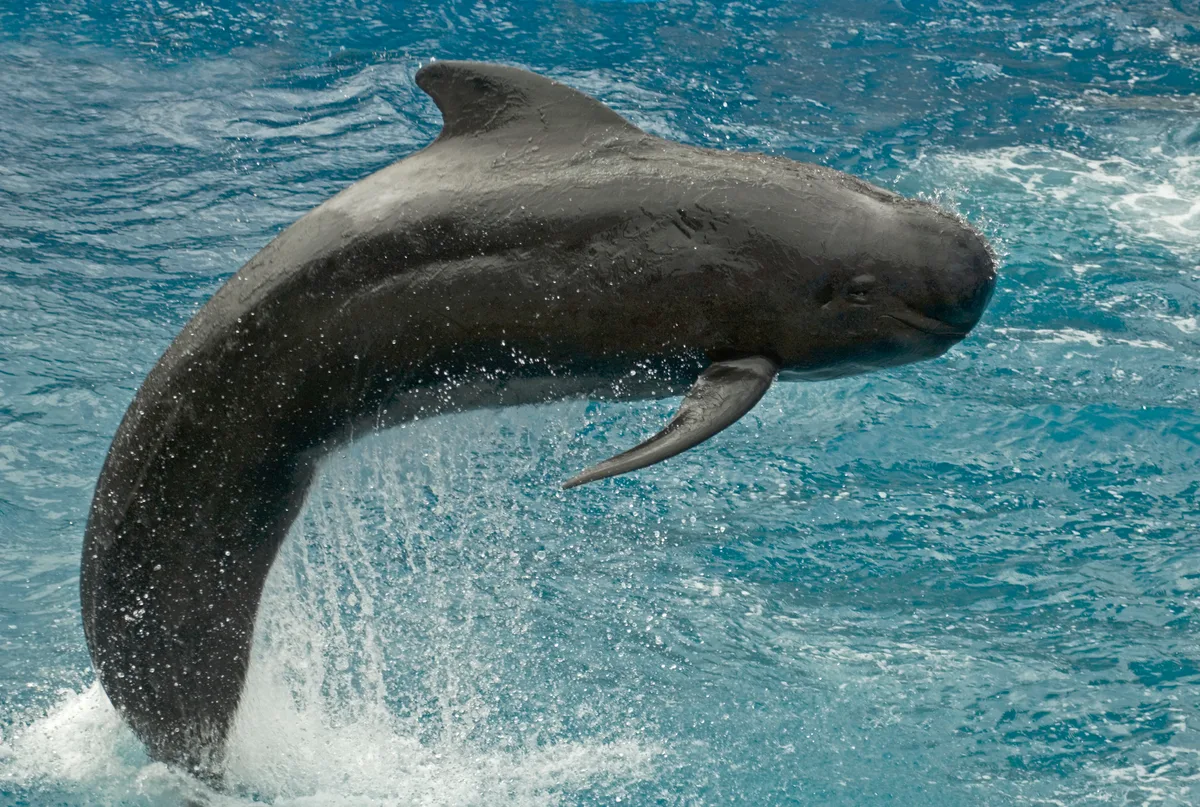short-finned pilot whale