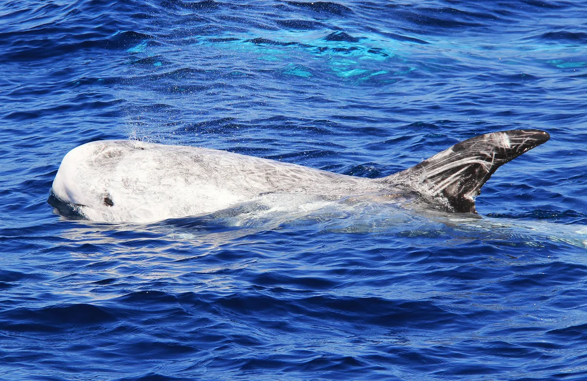 A wild Pacific Risso's dolphin swimming through open seas.