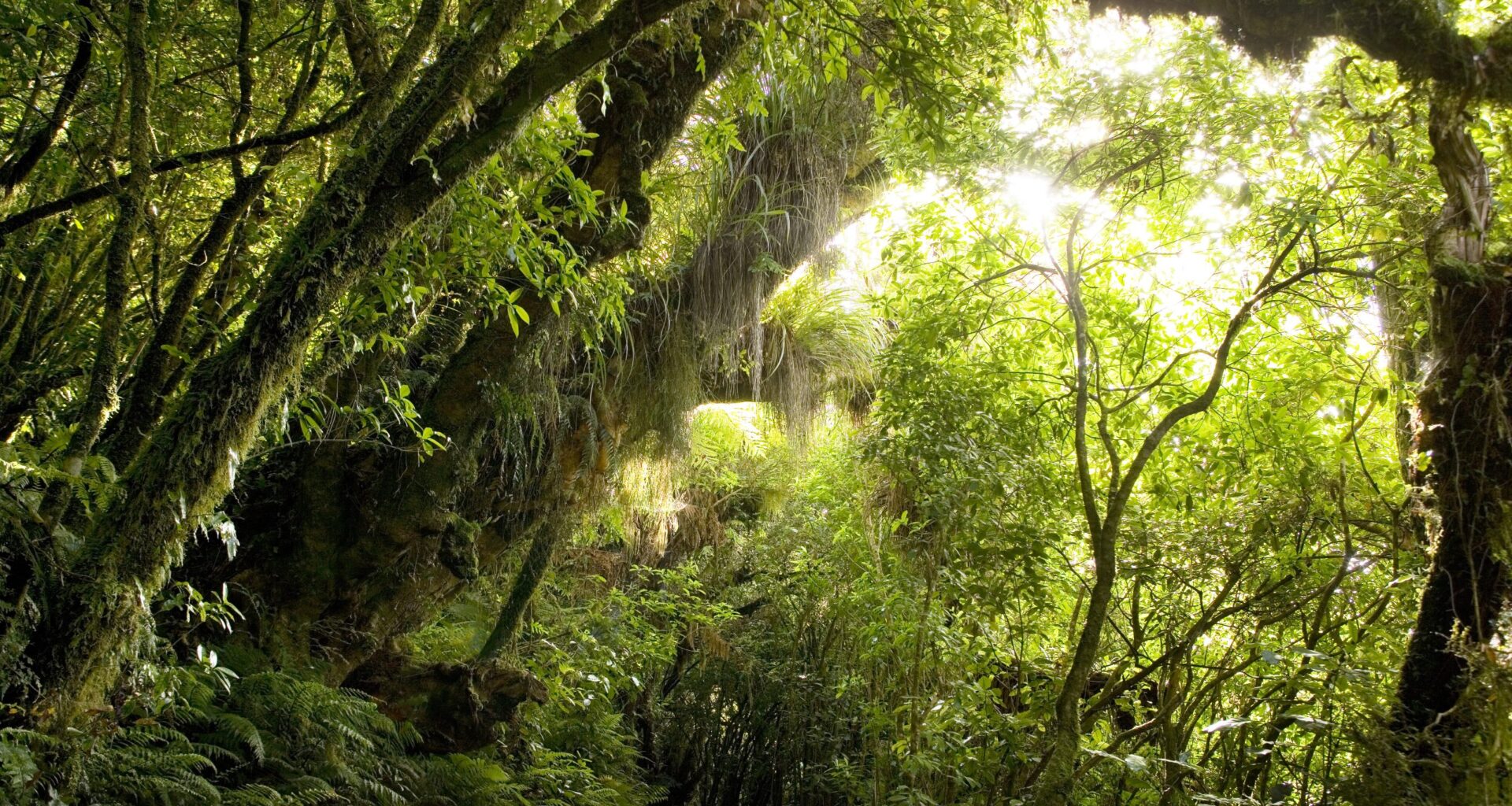 What three big announcements mean for NZ's climate and environment