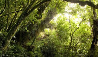 What three big announcements mean for NZ's climate and environment