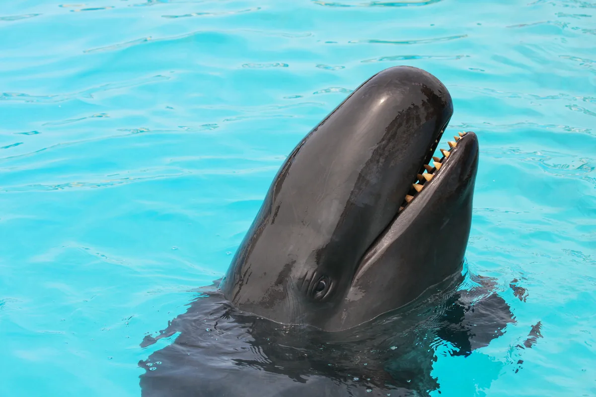 false killer whale