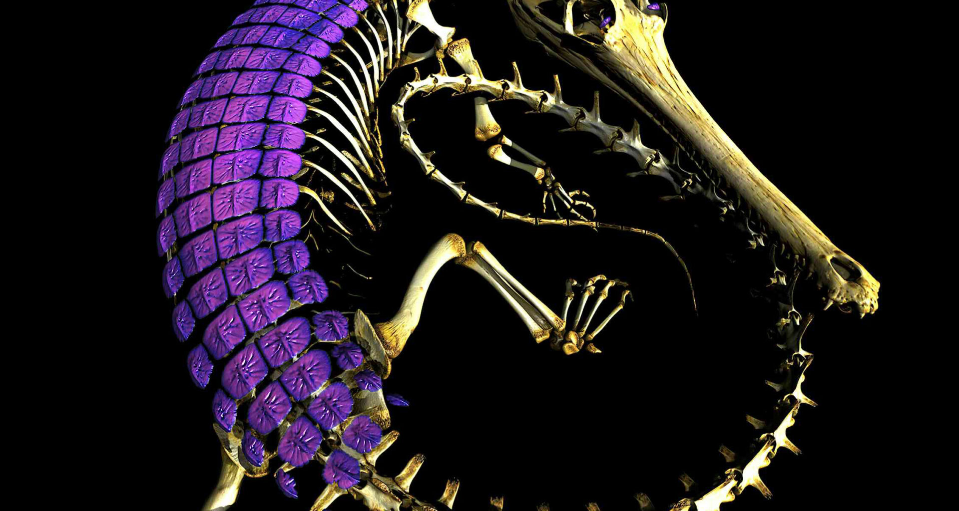 Scientists Solve 320-Million-Year Mystery of Reptile Skin Armor